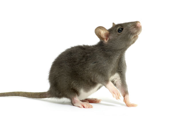 குதித்து ஓடிய எலிகள் குதித்து ஓடிய எலிகள்