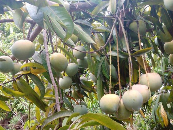 மருத்துவ குணம்