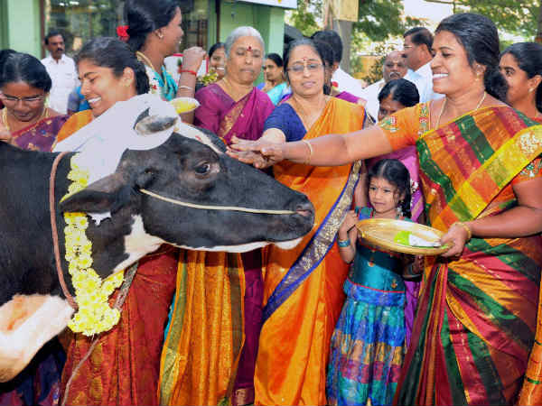 மாட்டு பொங்கல் 