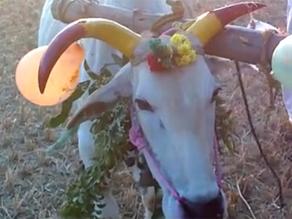 கொம்புகளுக்கு நோ பெயின்ட் 