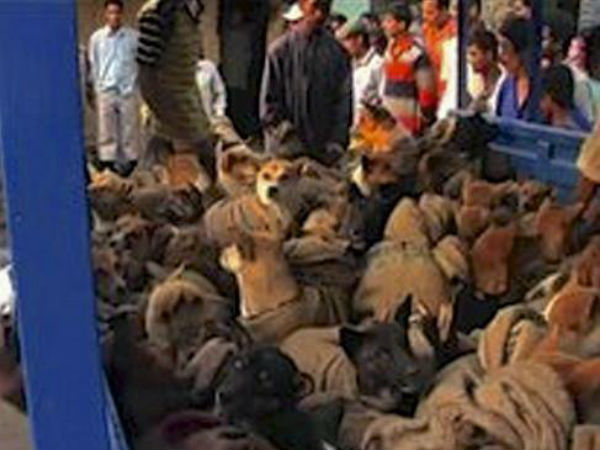 நாய் கடத்தல்... 