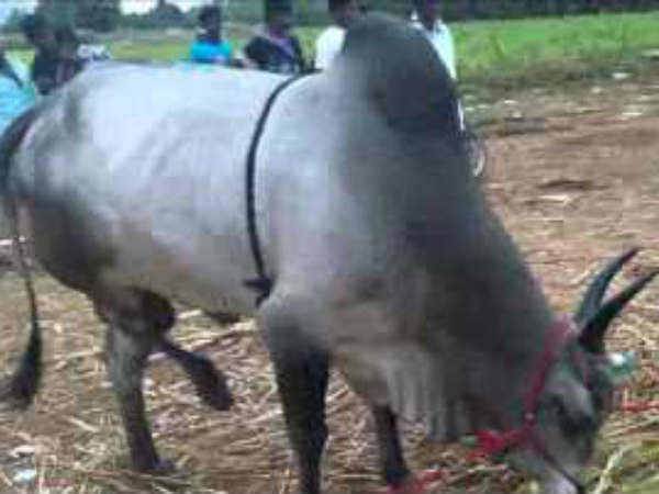 பொள்ளாச்சியில் ரூ.6 கோடி இழப்பு பொள்ளாச்சியில் ரூ.6 கோடி இழப்பு