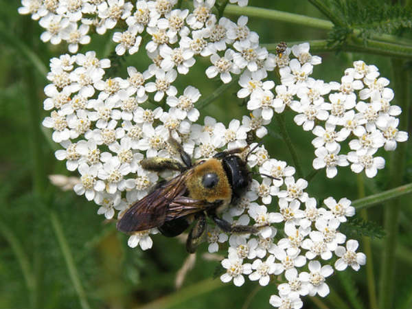 Yarrow flowers Benefits 