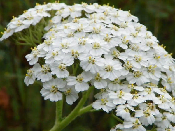 Yarrow flowers Benefits 