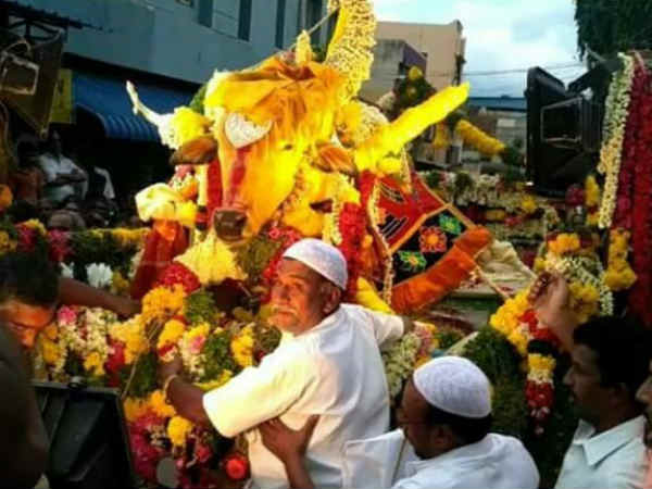 பட்டத்து மாடு 