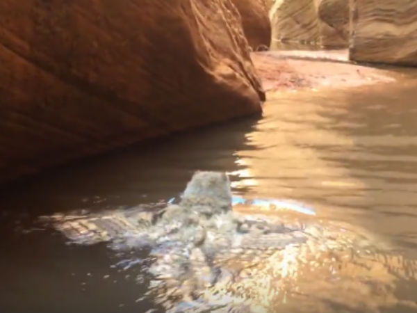 நீரில் விழுந்த ஆந்தை 