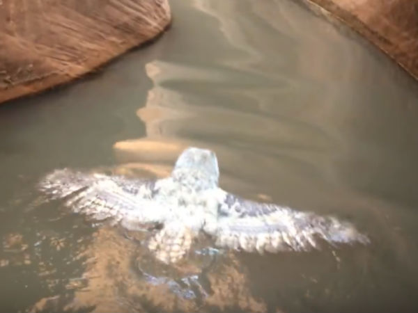 நீந்திய ஆந்தை 