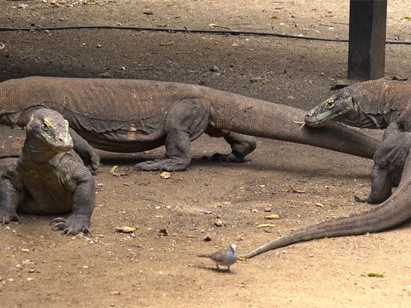 அதிகாரிகள் சோதனை 