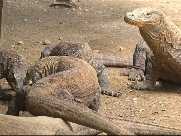 அழியும் அபாயம் 