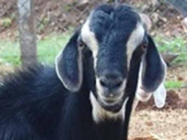 ரூ.11 ஆயிரம்