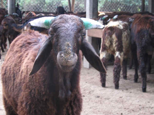 4 மணிக்கே விற்பனை