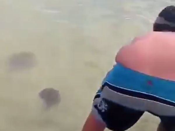 காப்பாற்றப்பட்ட தாய் மீன்