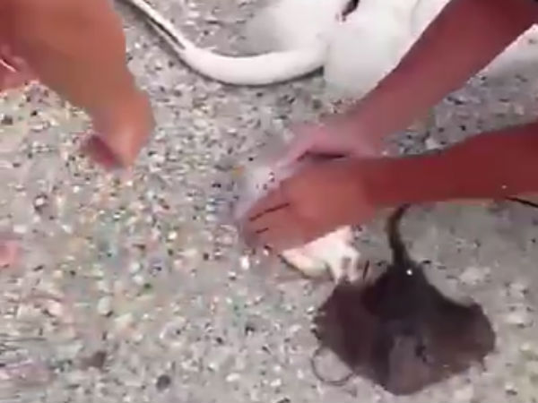 4 குட்டிகள்