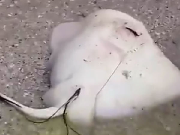 வால் போன்ற ஒன்று