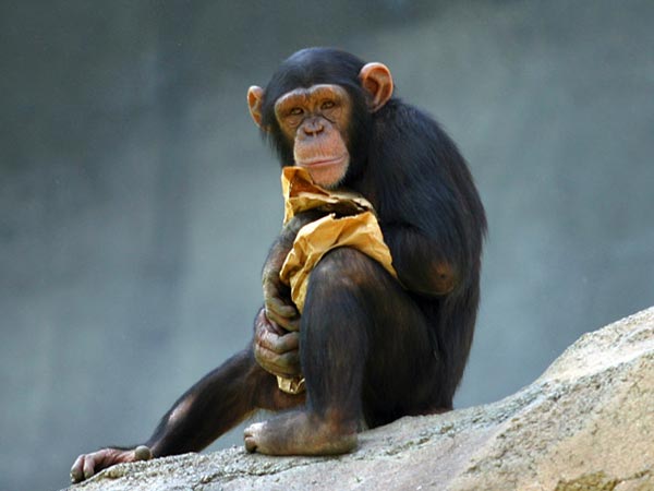 வேட்டையில் மாற்றம் 