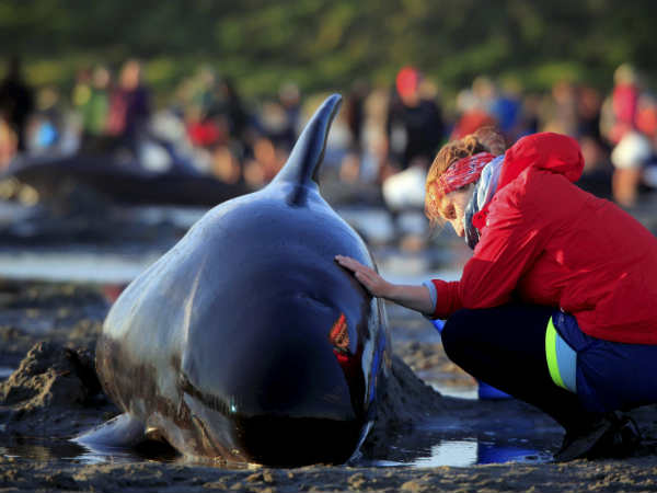 கடல் வாழ் உயிரினம் அழியும்? 
