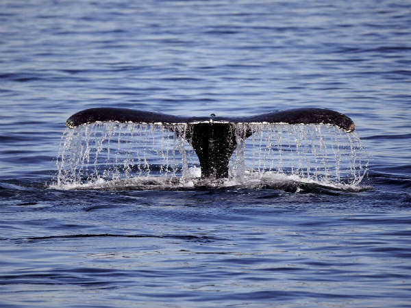 ஆவணங்கள் ஆய்வு 