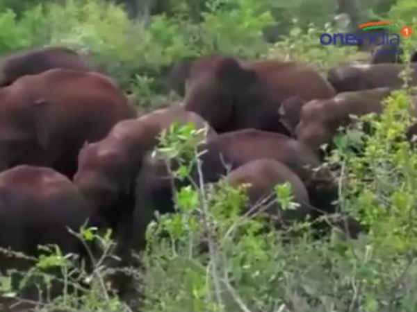 Four died in elephant attack in Coimbatore Four died in elephant attack in Coimbatore