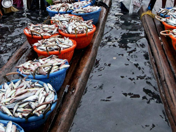 kanyakumari fishermen done a good catch on their maiden visit to sea after fishing ban kanyakumari fishermen done a good catch on their maiden visit to sea after fishing ban