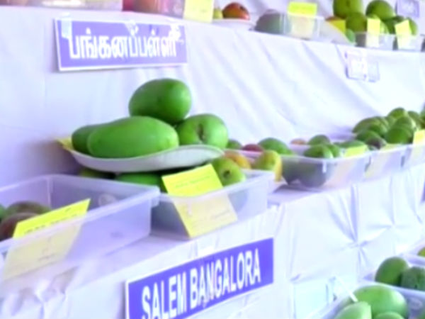 In Krishnagiri, 25th mango exhibition was inaugurated by minister Balakrishna reddy. In Krishnagiri, 25th mango exhibition was inaugurated by minister Balakrishna reddy.