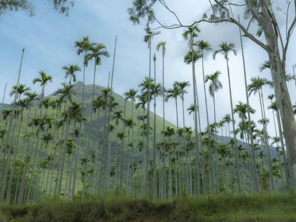 A reader's tour guide to Meesapulimala 