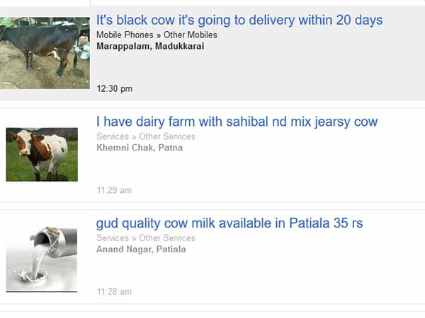 Online cattle sales hiked in olx and quikr websites