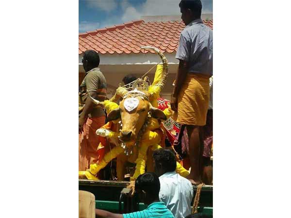 Temple bull dies in Cumbum