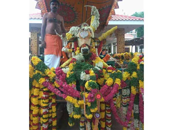 Temple bull dies in Cumbum