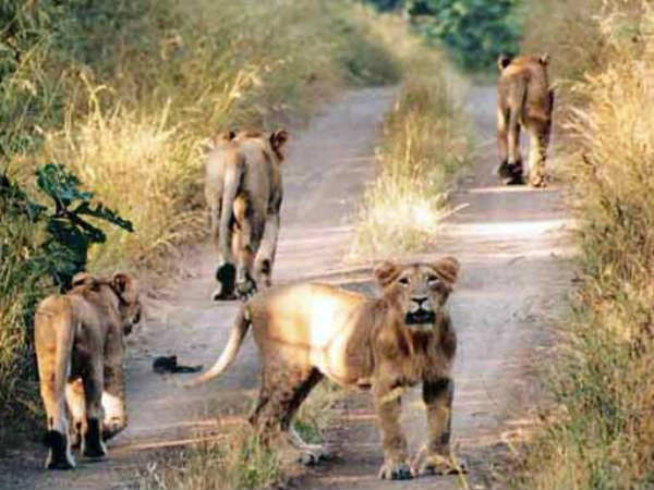 வழிவிட்ட விலங்குகள் 