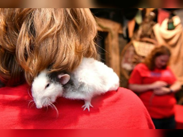 எலிகளுடன் விருந்து 