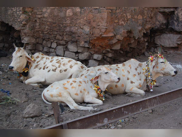 கோதானம் கோதானம்