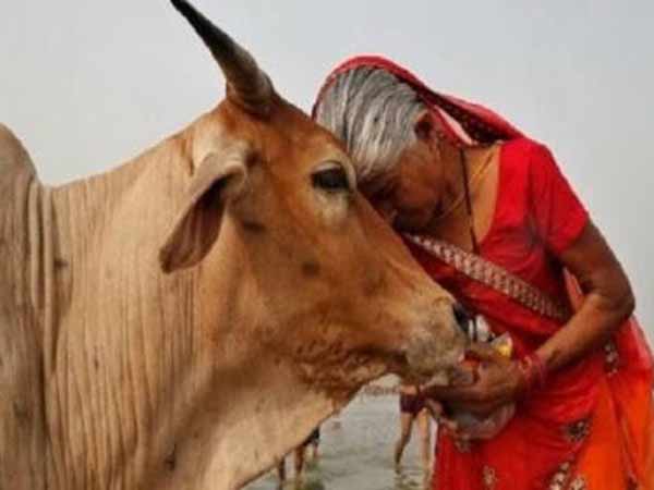 பசுவும் பெண்ணும் ஒன்று பசுவும் பெண்ணும் ஒன்று