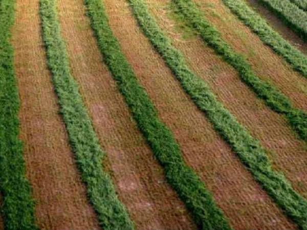 சக்கைப்போடு போடும் சொட்டுநீர் பாசனம் 