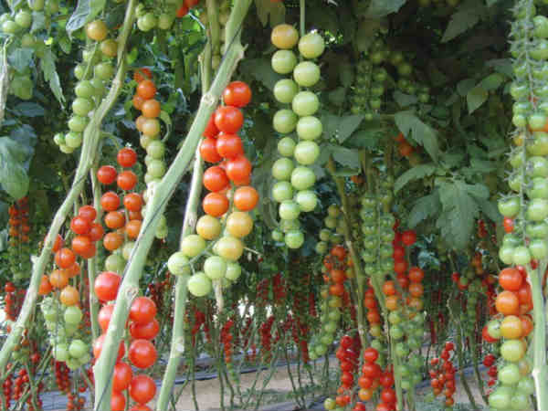 இயற்கை உரங்கள் 