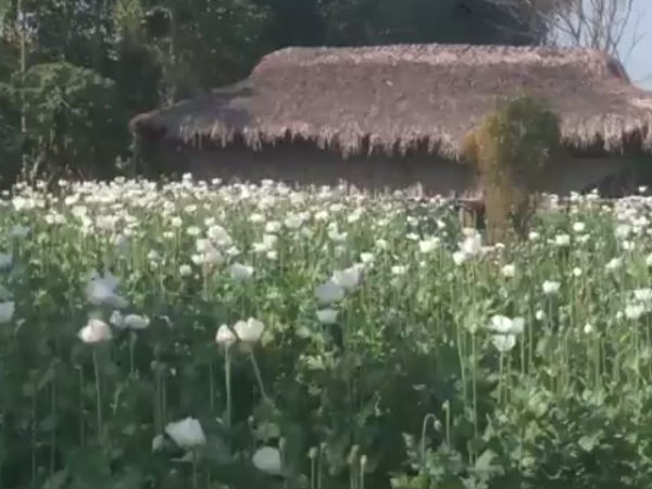  போதைப் பொருள் அல்ல...மருந்து! 