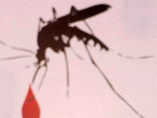 32 பேர் டெங்குவுக்கு பலி 