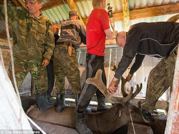 சிவப்பு மான்களின் ரத்தம் 