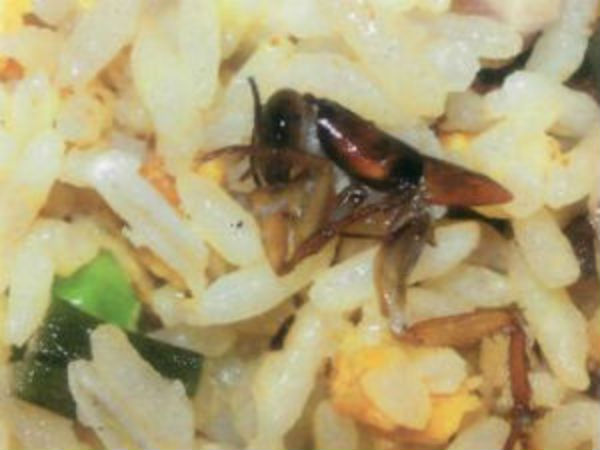 எலிகள், கரப்பான்பூச்சிகள் 