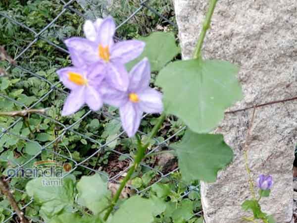 தூதுவளை கசாயம் 