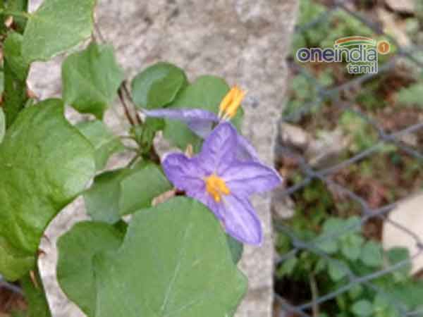 உடல் வலிமை 