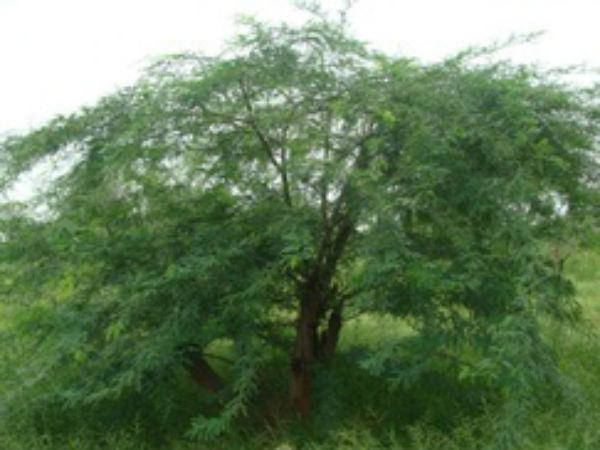 தடை நீக்கம் 