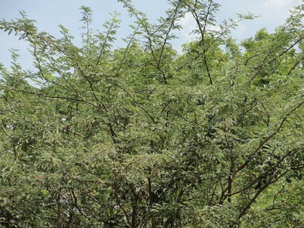 அறிக்கையில் அம்பலம் 