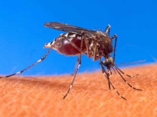 Dengue fever is spreading fast in Nellai Dengue fever is spreading fast in Nellai