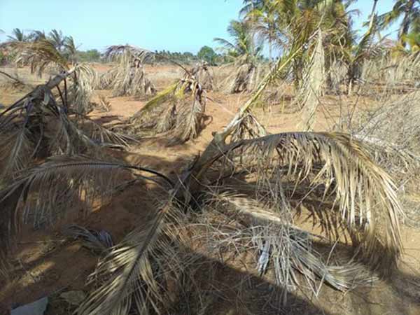 வறட்சியின் உச்சம் 