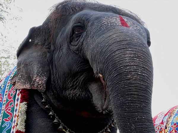 யானைக்கு ஆசிர்வாதம் யானைக்கு ஆசிர்வாதம்