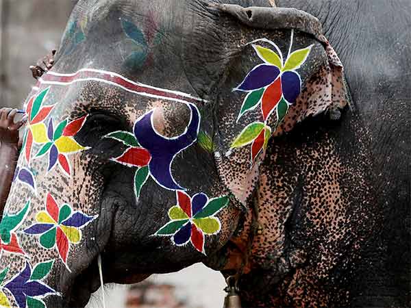 செல்லப்பிராணி செல்லப்பிராணி