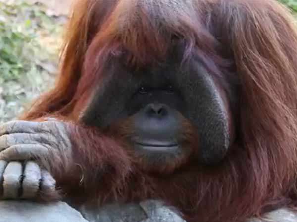 சைகை மொழியில் அசத்தல் சைகை மொழியில் அசத்தல்