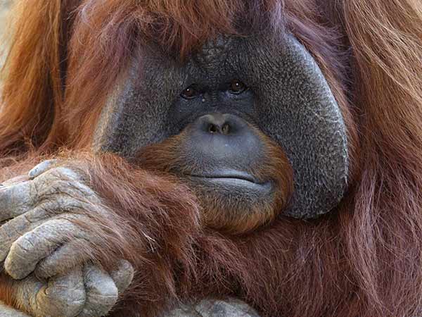 பார்வையாளர்களிடம் வெட்கம் பார்வையாளர்களிடம் வெட்கம்