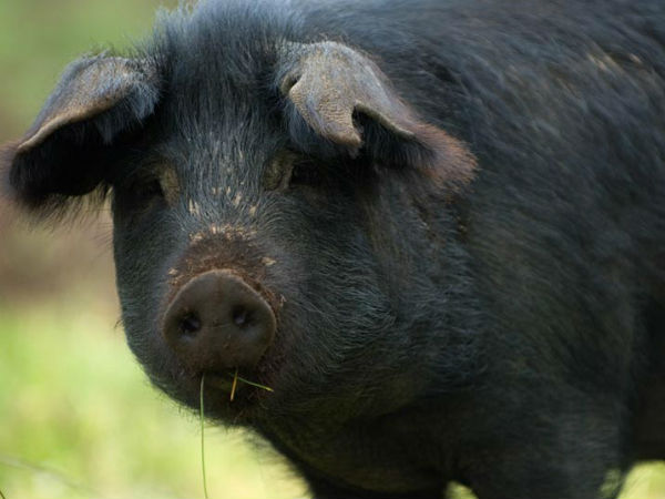 நோய் தொற்று 