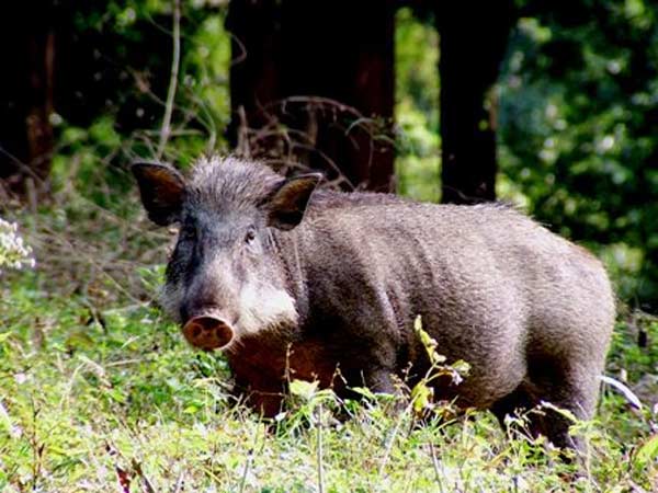 ஜெனோ மாற்று அறுவை சிகிச்சை 
